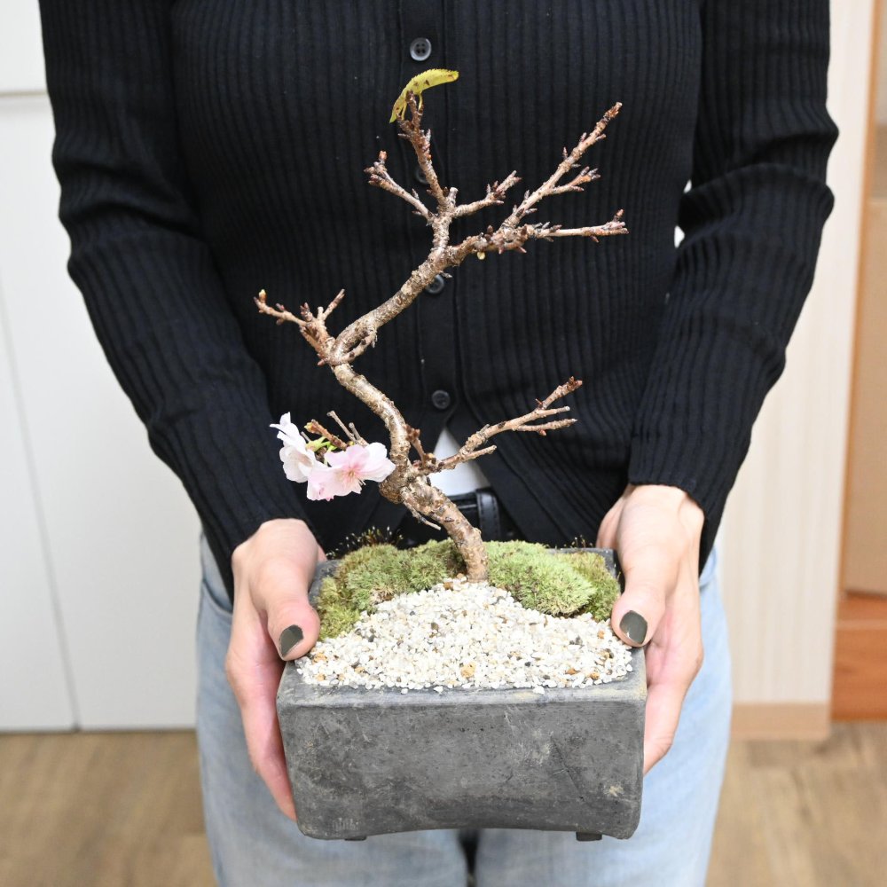 冬に咲く桜 十月桜盆栽 二期咲きのさくら サクラ