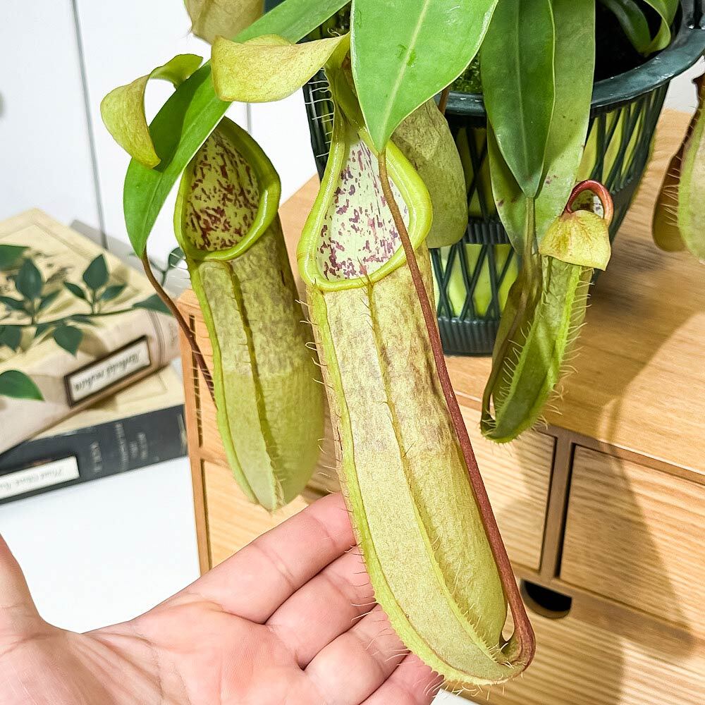 PLANCHU 食虫植物 ネペンテス ルイーザ 5号吊り鉢 育て方説明書付き Nepenthes × Louisa ウツボカズラ