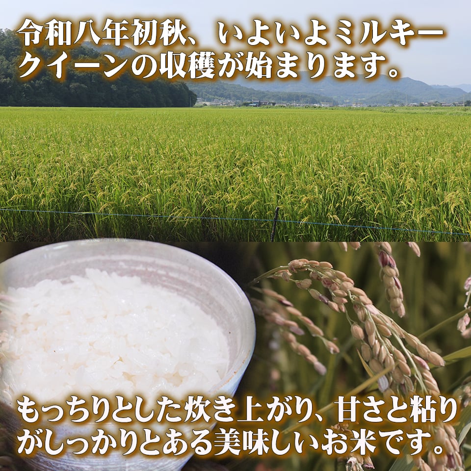 新米 ミルキークイーン お米 米 10kg 送料無料 無洗米 玄米 特別栽培 減農薬 化学肥料最小限 栃木産 2026年産 令和8年産 こめ コメ 産直 限定品 おとりよせ 取寄せ ギフト プレゼント 贈答用 ミルキークィーン 10キロ ご飯 ライス ランキング あす楽 送料込み お祝い 内祝