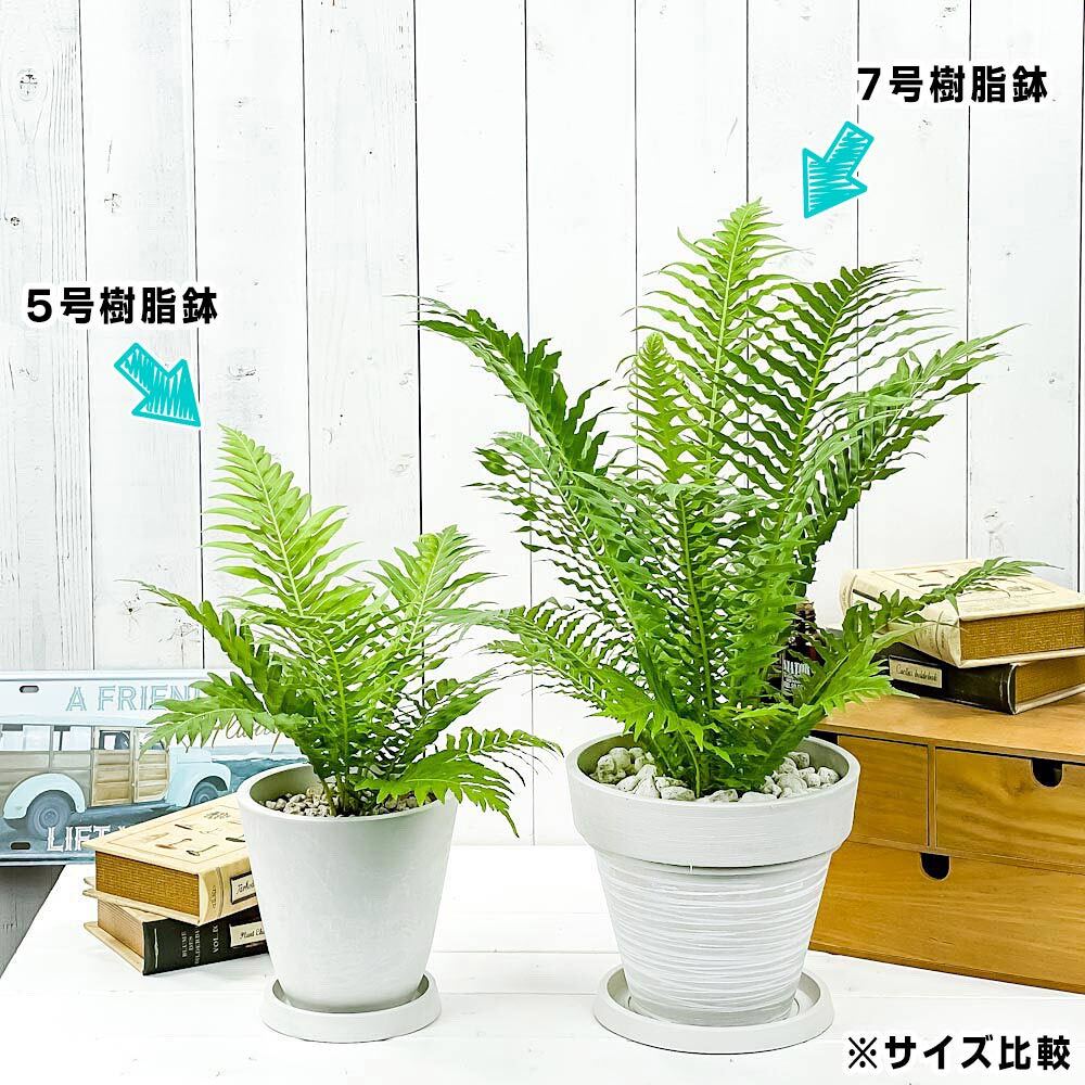 PLANCHU 観葉植物 ブレクナム シルバーレディ 5号樹脂鉢 ホワイト サスティー付き 受け皿付き 育て方説明書付き Blechnum gibbum ‘Silver Lady’ シダ植物