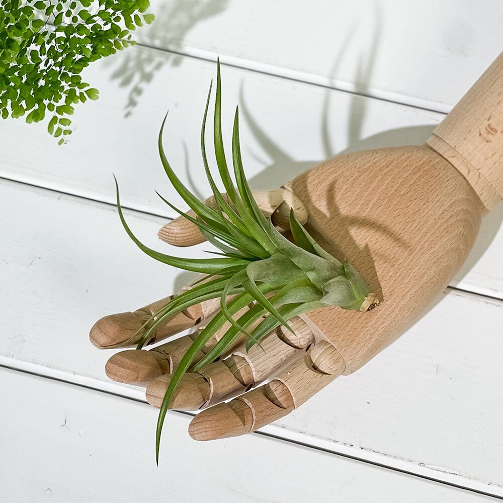 PLANCHU エアプランツ ティランジア カピタータ Mサイズ 1株 W10×H7cm前後 育て方説明書付き Tillandsia capitata エアープランツ チランジア