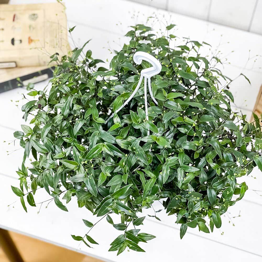 PLANCHU 観葉植物 ブライダルベール 5号吊り鉢 育て方説明書付き Gibasis pellucida ギバシス ペルキダ 鉢花
