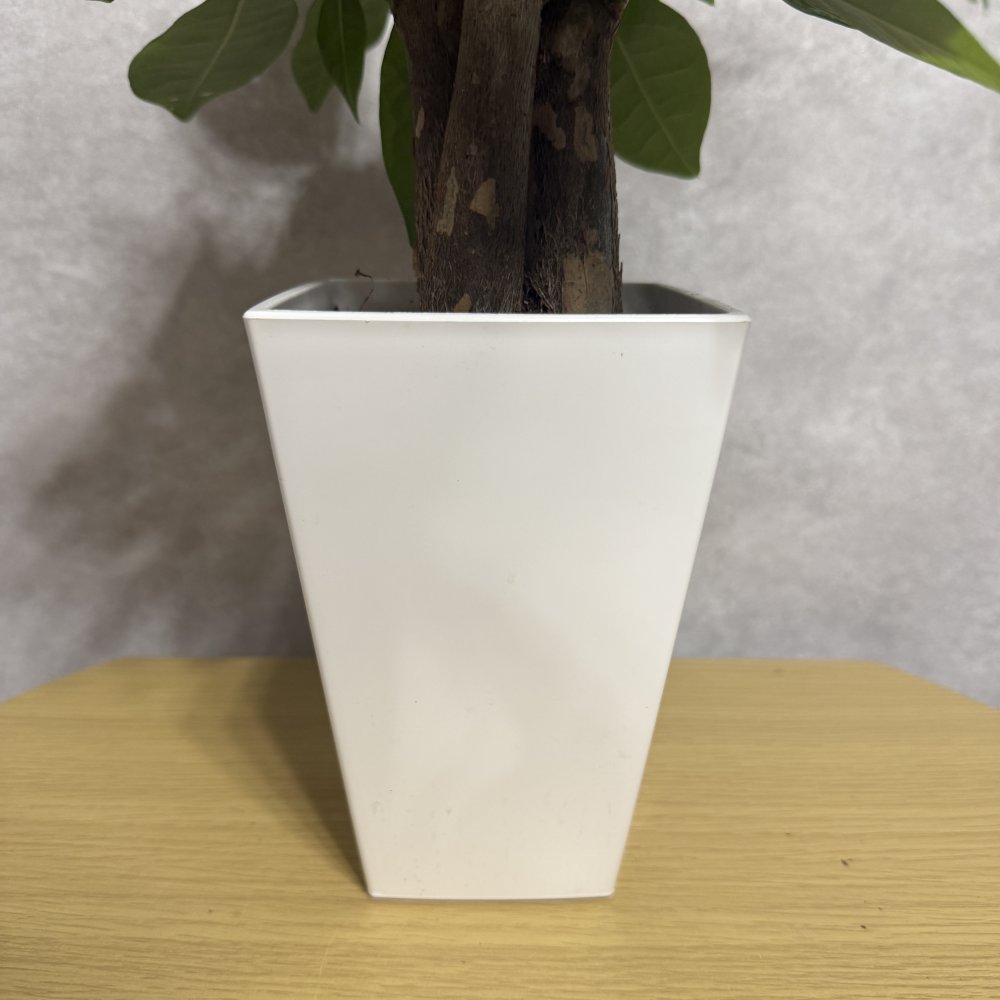 観葉植物 パキラ グラブラ 3本立ち ミニ 卓上 小さい 4号 高さ約35cm 白 スクエア鉢 マネーツリー 育てやすい 耐陰性 インテリア デスク 棚 一人暮らし 誕生日 引っ越し祝い 就職祝い 退職祝い お礼 プチギフト お祝い ギフト プレゼント おしゃれ
