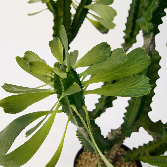 観葉植物 造花 ユーフォルビア BROWN 全高約112cm 中型 フェイクグリーン 本物そっくり おしゃれ インテリア 人工観葉植物 アーティフィシャルグリーン オフィス 店舗 ホテル 開店祝い 室内 多肉植物 フェイク
