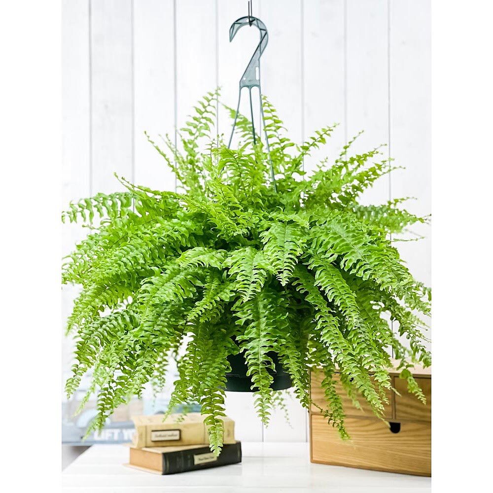 PLANCHU 観葉植物 ネフロレピス ツデー 7号吊り鉢 育て方説明書付き Nephrolepis exaltata ‘Teddy Junior’ ボストンファーン ボストンファン シダ植物