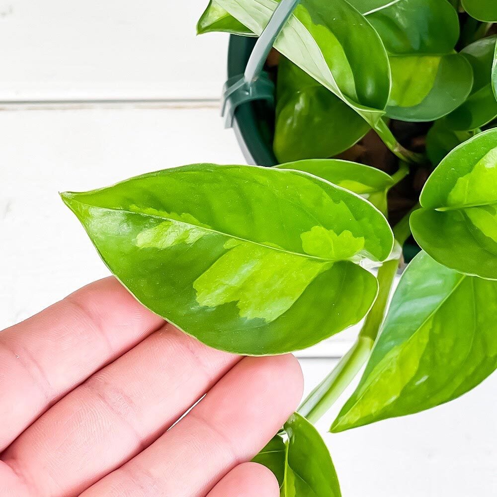 PLANCHU 観葉植物 ポトス グローバルグリーン 4号吊り鉢 育て方説明書付き PVP Epipremnum aureum ‘Global Green’ エピプレムナム アロイド
