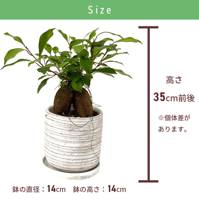 ガジュマル 5号 利休陶器 高さ約35cm 観葉植物