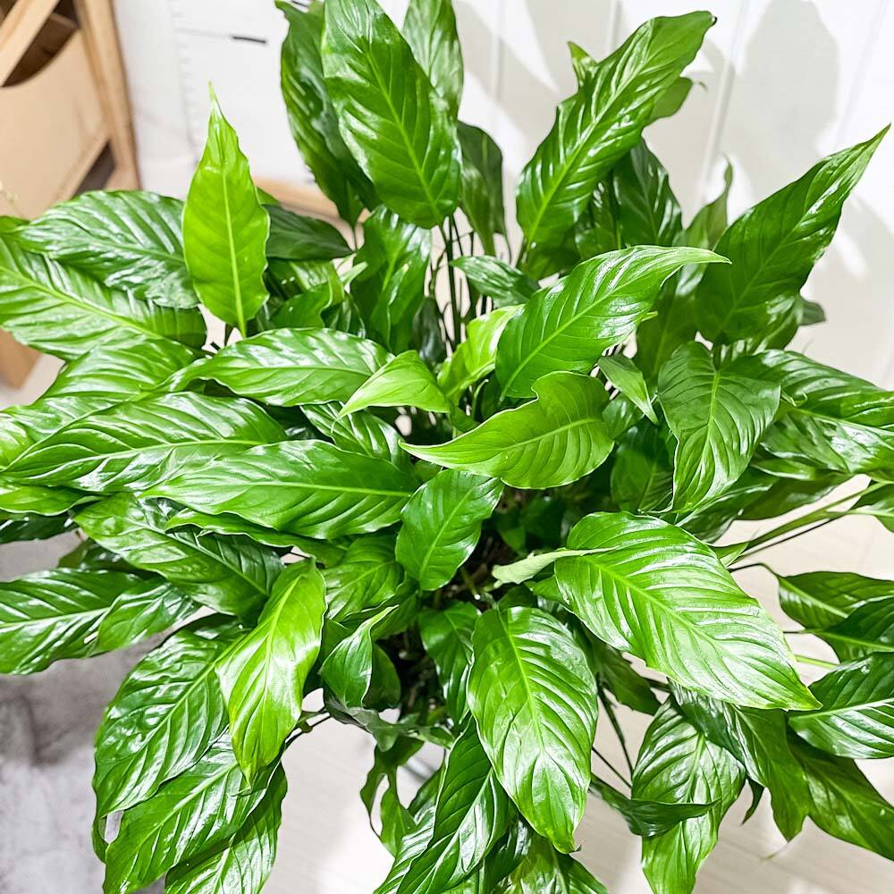 PLANCHU 観葉植物 スパティフィラム 10号鉢 受け皿付き 育て方説明書付き Spathiphyllum hybrids アロイド 大株 充実株