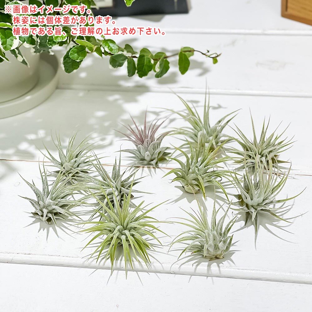 PLANCHU メール便発送 エアプランツ ティランジア イオナンタ Sサイズ 1株 W3×H3cm前後 育て方説明書付き Tillandsia ionantha エアープランツ チランジア