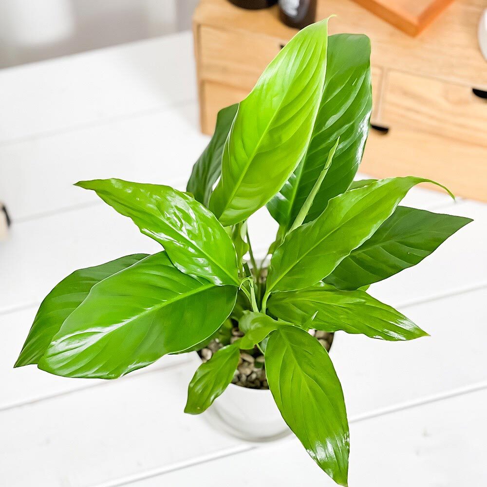 PLANCHU 観葉植物 スパティフィラム 4号鉢 受け皿付き 育て方説明書付き Spathiphyllum hybrids アロイド