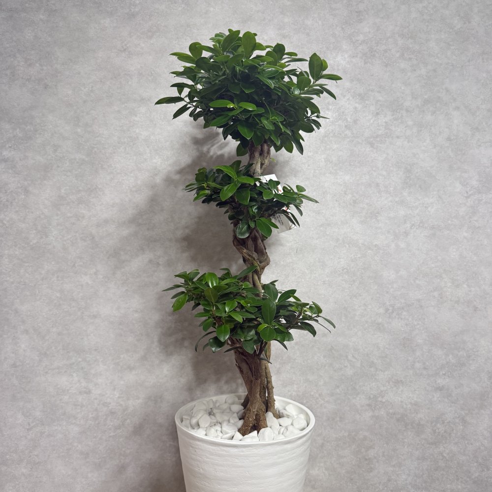 ガジュマル 観葉植物 八の字 8号鉢苗 大型 盆栽 末広がりの8の字 室内 珍しい 希少種 多幸の木 幸福をもたらす精霊が住むガジュマルの木 おしゃれなインテリア 結婚祝い 新築祝い 開店祝い 開業祝い 誕生日 母の日 父の日 記念日 プレゼントギフト 肥料別売り 敬老の日