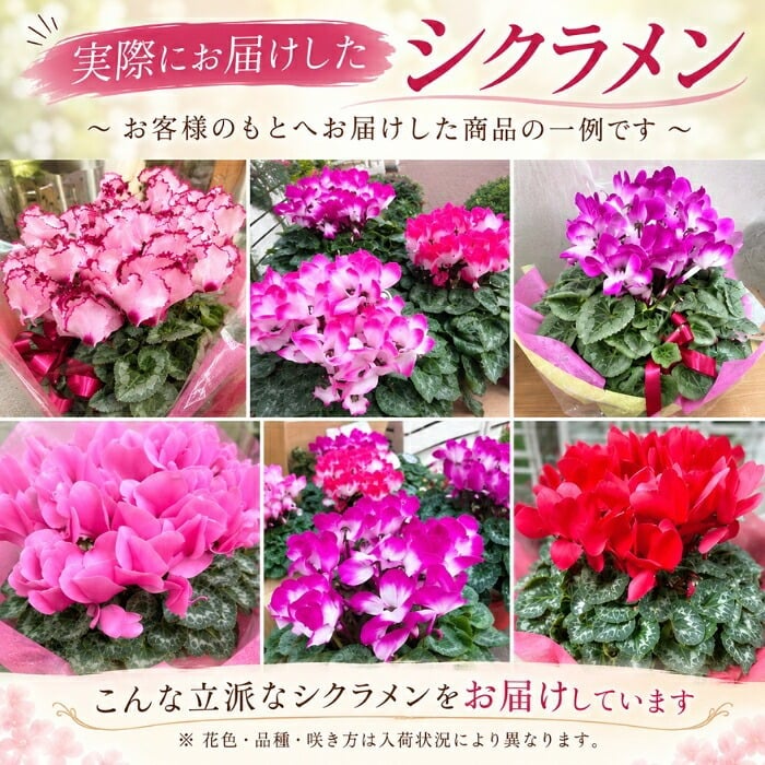 シクラメン 6号 鉢植え 送料無料 最高級シクラメン ビクトリア鉢花 6号 お歳暮 花 ギフト 誕生日 プレゼント 鉢植え 花鉢 フラワー 生花 クリスマス 自宅用 メッセージ 6寸 季節の花 季節の花鉢 おしゃれ 贈り物 花ギフト 誕生日プレゼント 北海道配送可