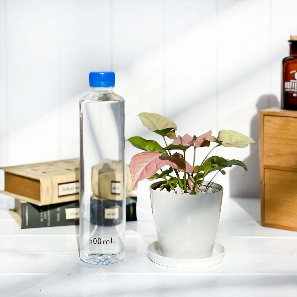PLANCHU 観葉植物 シンゴニウム ネオン 3.5号鉢 受け皿付き 育て方説明書付き Syngonium podophyllum ‘Neon’ アロイド