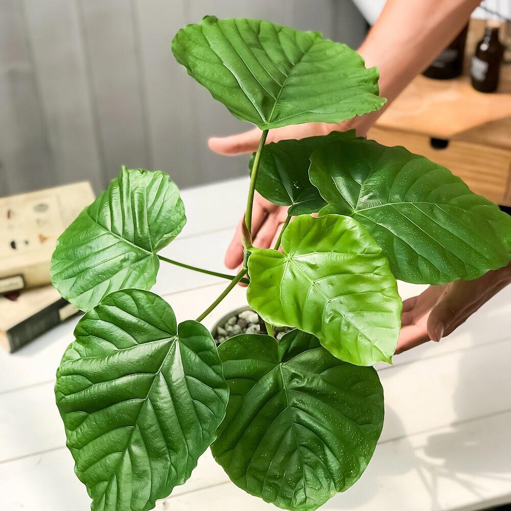 PLANCHU 観葉植物 フィカス ウンベラータ 4号鉢 受け皿付き 育て方説明書付き Ficus umbellata ゴムノキ