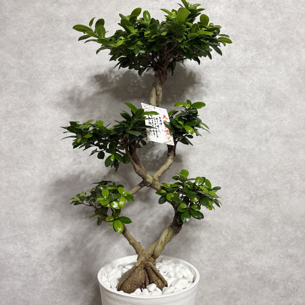ガジュマル 観葉植物 八の字 8号鉢苗 大型 盆栽 末広がりの8の字 室内 珍しい 希少種 多幸の木 幸福をもたらす精霊が住むガジュマルの木 おしゃれなインテリア 結婚祝い 新築祝い 開店祝い 開業祝い 誕生日 母の日 父の日 記念日 プレゼントギフト 肥料別売り 敬老の日