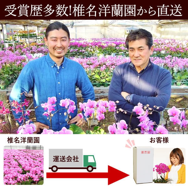 ＼早割！8/31の16時まで／ 敬老の日 ギフト プレゼント 早割 人気 花 生花 蘭 胡蝶蘭 鉢植え ミディ 2.5号 洋蘭園 フラワーギフト バウムクーヘン スイーツ お菓子 洋菓子 花とお菓子 60代 70代 80代 90代 おじいちゃん おばあちゃん 孫 孫から おいもや
