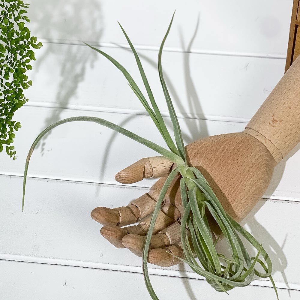 PLANCHU エアプランツ ティランジア ドーラティ 1株 W25×H25cm前後 育て方説明書付き Tillandsia duratii ドゥラティ エアープランツ チランジア
