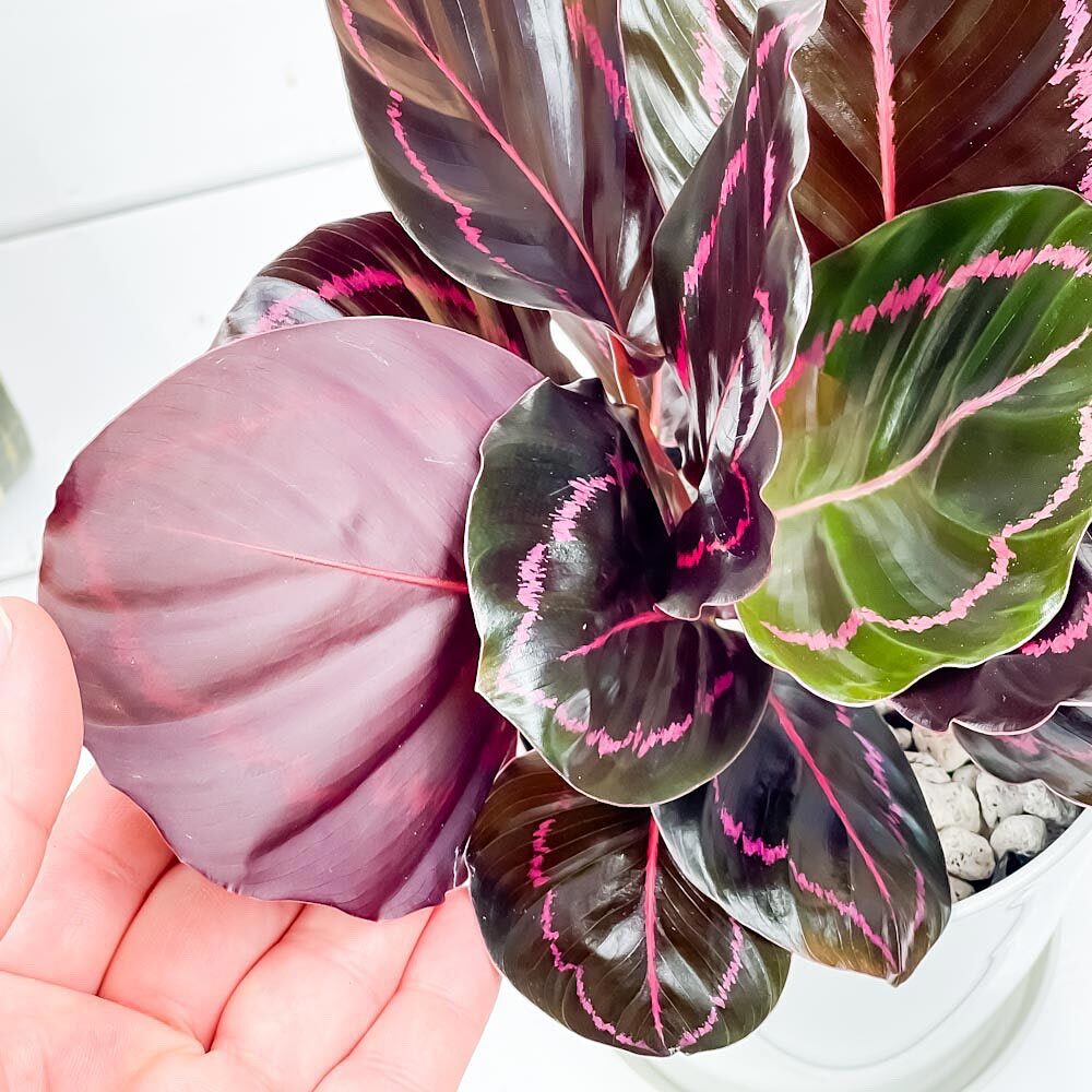 PLANCHU 観葉植物 カラテア ドッティ 4号鉢 受け皿付き 育て方説明書付き Calathea roseopicta ‘Dottie’