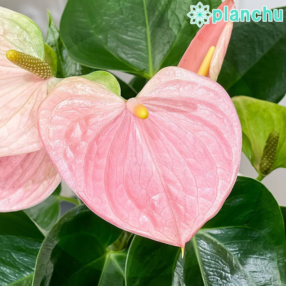 PLANCHU 観葉植物 アンスリウム スイートドリーム 4号鉢 受け皿付き 育て方説明書付き Anthurium andraeanum ‘Sweet Dream’ アンスリューム アロイド 鉢花 ピンク系