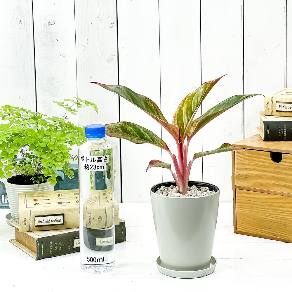PLANCHU 観葉植物 アグラオネマ レッドゴールド 4号鉢 受け皿付き 育て方説明書付き Aglaonema ‘Red Gold’ 幸せを招くタイの宝石 アロイド