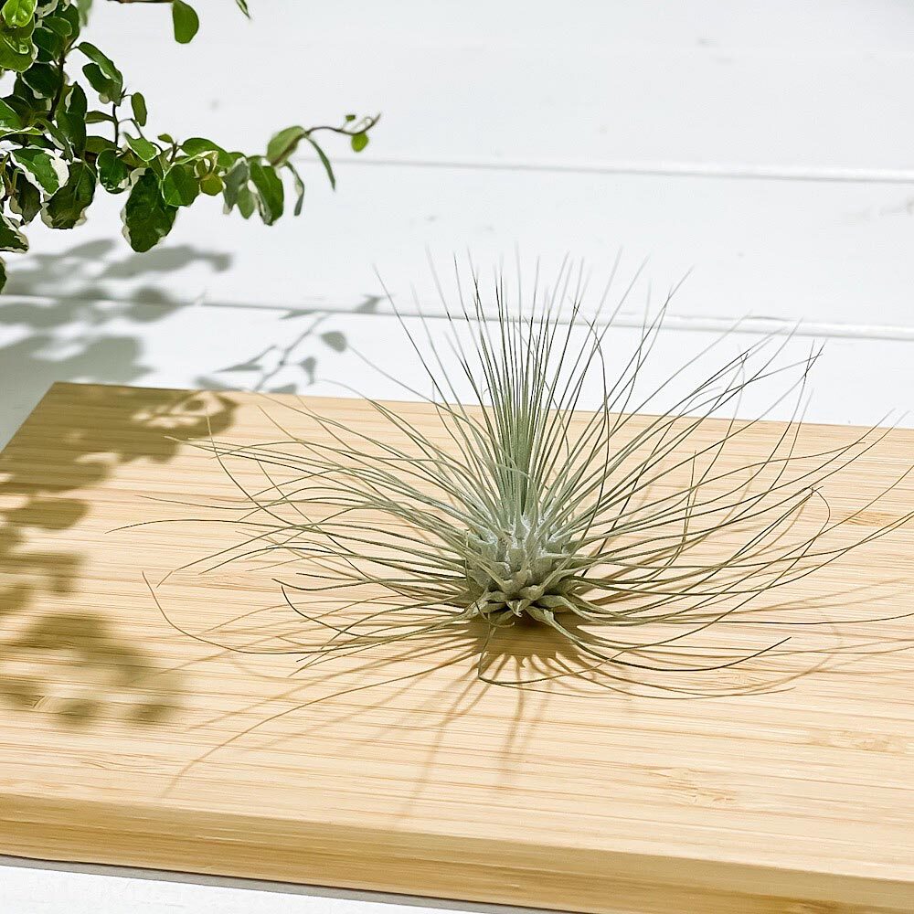 PLANCHU エアプランツ ティランジア フックシー グラシリス Mサイズ 1株 W10×H6cm前後 育て方説明書付き Tillandsia fuchsii forma gracilis グラキリス エアープランツ チランジア