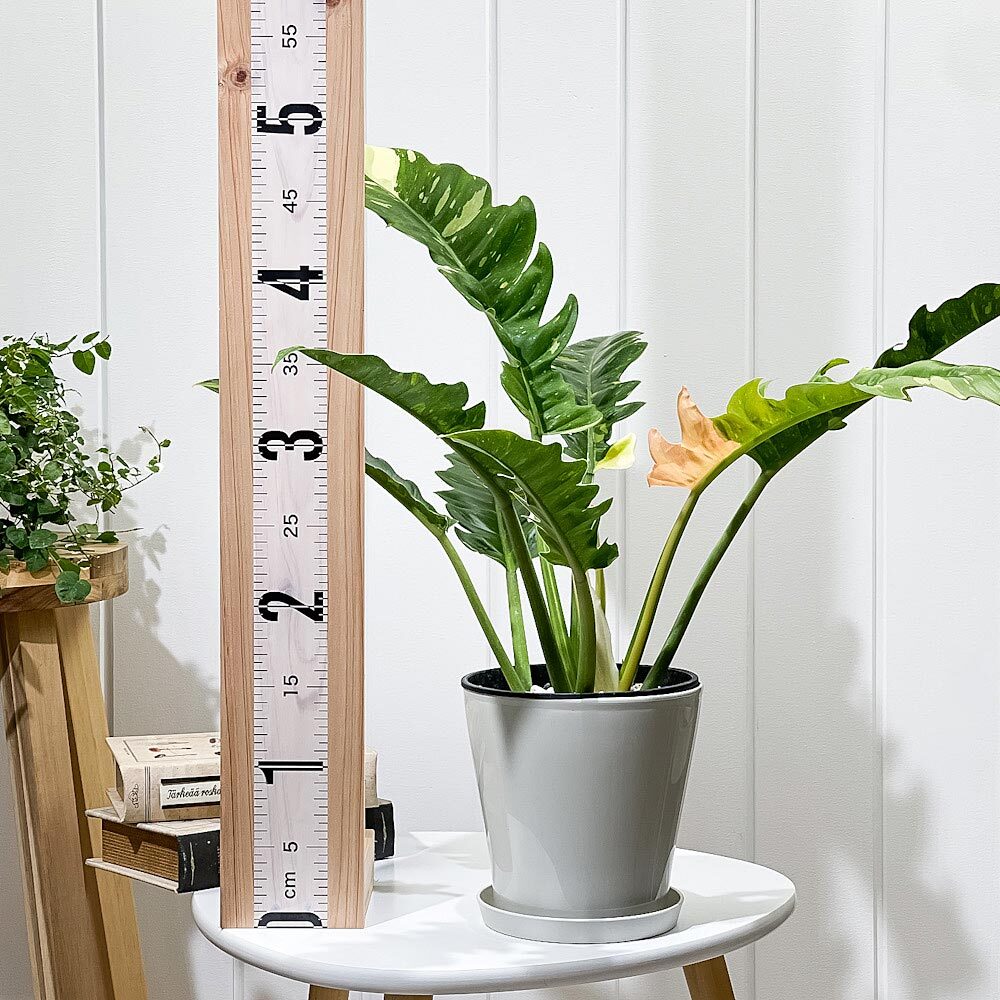 PLANCHU 観葉植物 フィロデンドロン リングオブファイア 5号鉢 受け皿付き 育て方説明書付き Philodendron ‘Ring Of Fire’ リングオブファイヤー 斑入り アロイド