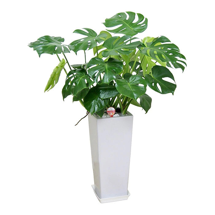 モンステラ 8号 角高陶器 高さ約100cm 観葉植物