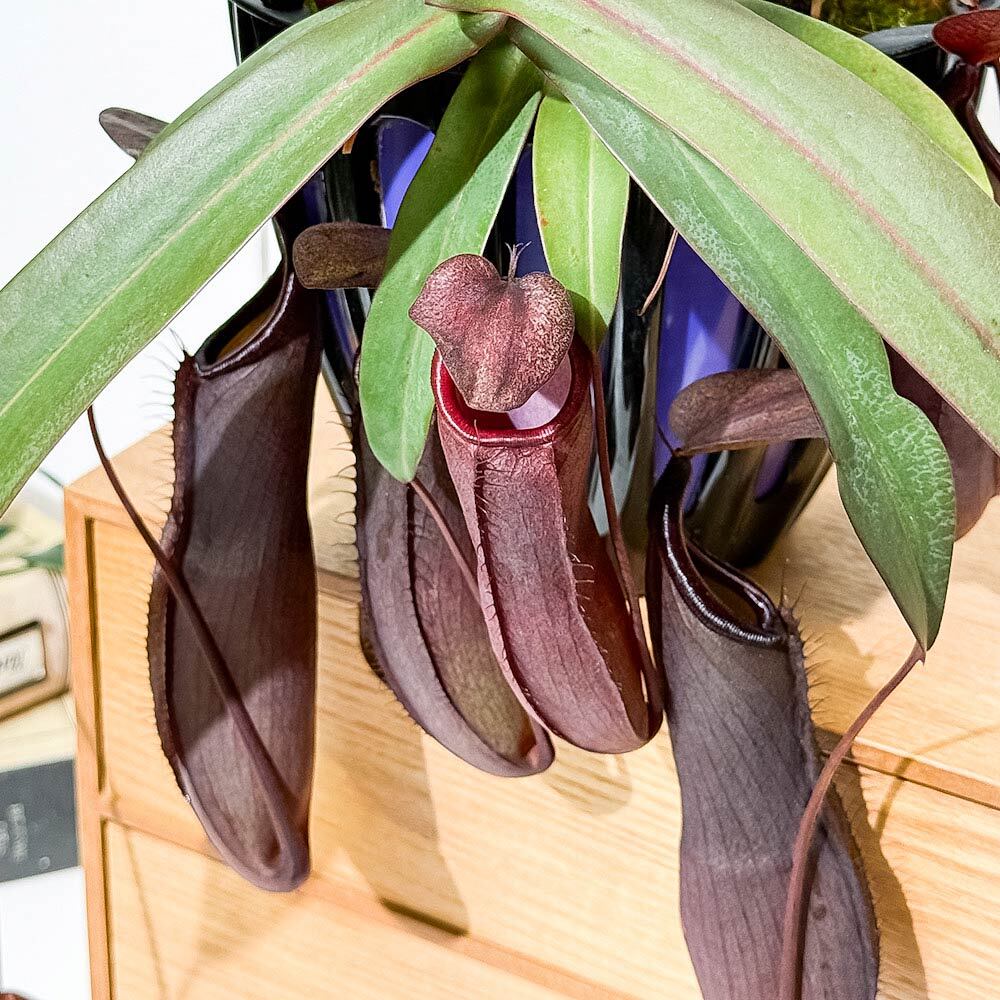PLANCHU 食虫植物 ネペンテス レベッカ 5号吊り鉢 育て方説明書付き Nepenthes ‘Rebecca soper’ ウツボカズラ
