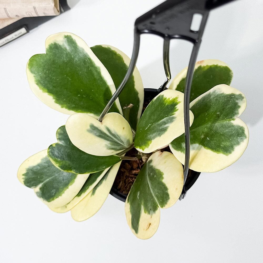 PLANCHU 観葉植物 ホヤ カーリー 斑入り 4号吊り鉢 育て方説明書付き Hoya kerrii ‘Variegata’ ハートホヤ サクララン 桜蘭