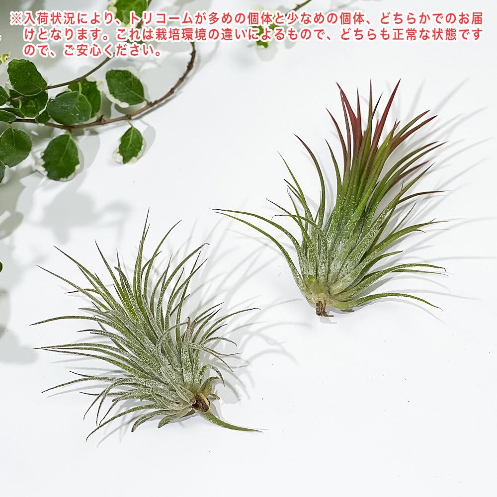 PLANCHU エアプランツ ティランジア イオナンタ フエゴ Mサイズ 1株 W5×H6cm前後 育て方説明書付き Tillandsia ionantha ‘Fuego’ エアープランツ チランジア