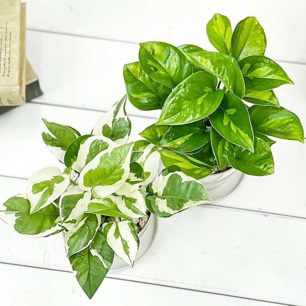観葉植物 ポトス エンジョイ ＆ グローバルグリーン 2種セット 3.5号鉢 受け皿付き 育て方説明書付き エピプレムヌム