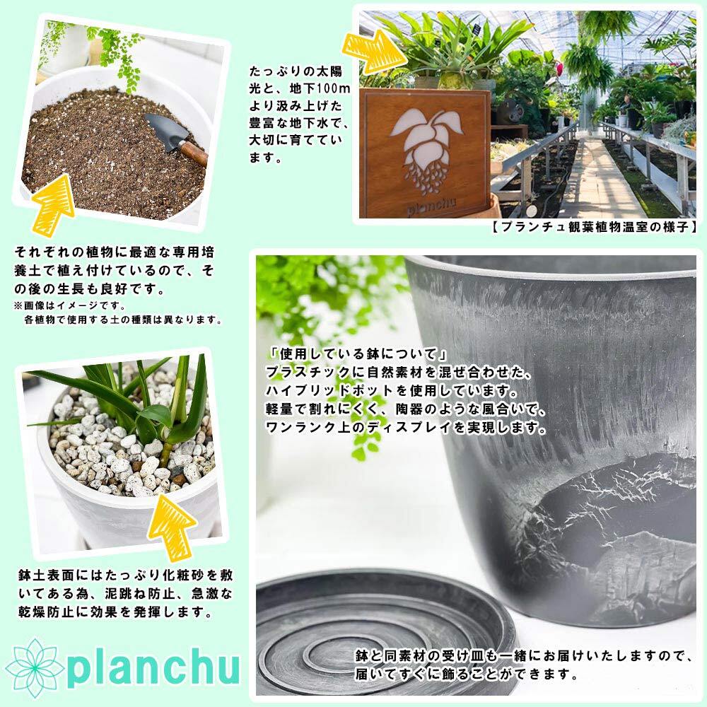 PLANCHU 観葉植物 アロカシア シルバードラゴン 4号樹脂鉢 ダークグレー サスティー付き 受け皿付き 育て方説明書付き Alocasia ‘Silver Dragon’ アロイド