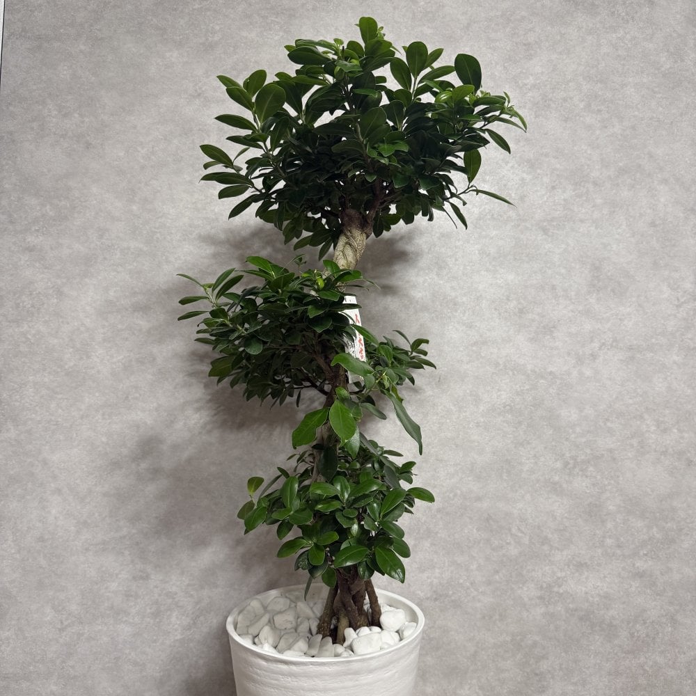 ガジュマル 観葉植物 八の字 8号鉢苗 大型 盆栽 末広がりの8の字 室内 珍しい 希少種 多幸の木 幸福をもたらす精霊が住むガジュマルの木 おしゃれなインテリア 結婚祝い 新築祝い 開店祝い 開業祝い 誕生日 母の日 父の日 記念日 プレゼントギフト 肥料別売り 敬老の日