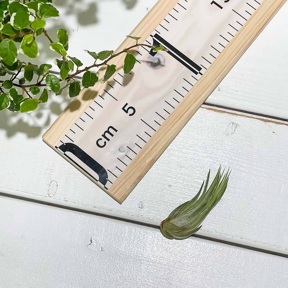 PLANCHU エアプランツ ティランジア コルビー Sサイズ 1株 W3×H5cm前後 育て方説明書付き Tillandsia scaposa スカポーサ エアープランツ チランジア