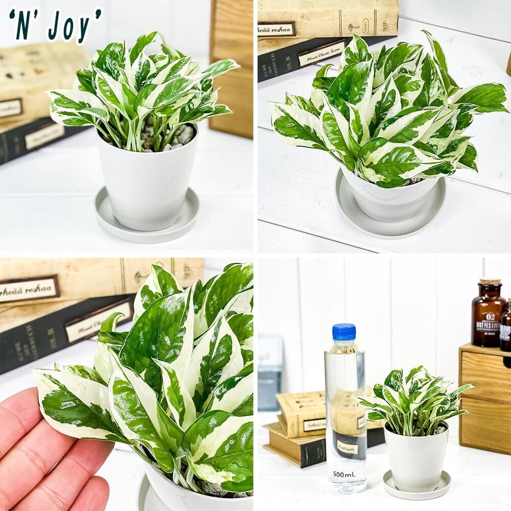 観葉植物 ポトス エンジョイ ＆ グローバルグリーン 2種セット 3.5号鉢 受け皿付き 育て方説明書付き エピプレムヌム