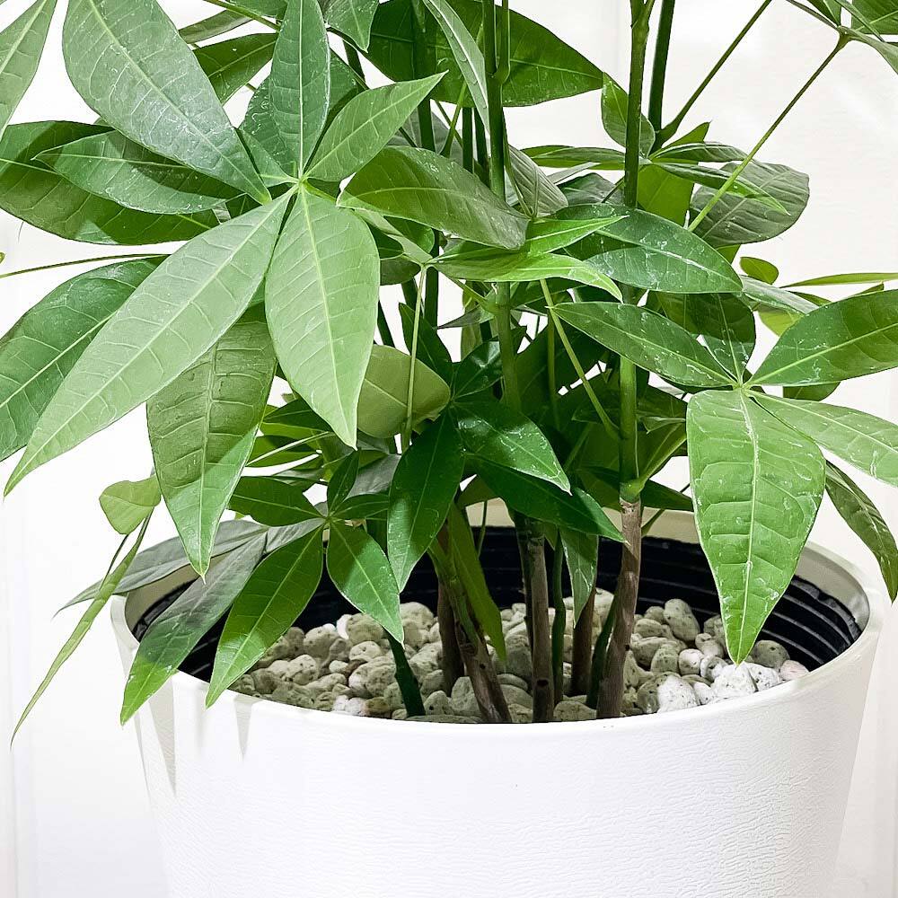 PLANCHU 観葉植物 パキラの森 実生株 6号鉢 受け皿付き 育て方説明書付き Pachira glabra 発財樹