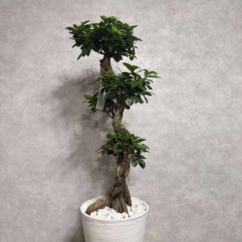 ガジュマル 観葉植物 八の字 8号鉢苗 大型 盆栽 末広がりの8の字 室内 珍しい 希少種 多幸の木 幸福をもたらす精霊が住むガジュマルの木 おしゃれなインテリア 結婚祝い 新築祝い 開店祝い 開業祝い 誕生日 母の日 父の日 記念日 プレゼントギフト 肥料別売り 敬老の日