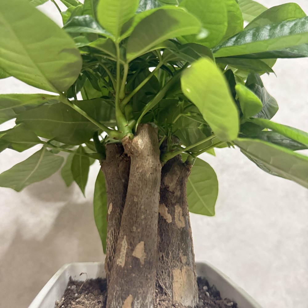 観葉植物 パキラ グラブラ 3本立ち ミニ 卓上 小さい 4号 高さ約35cm 白 スクエア鉢 マネーツリー 育てやすい 耐陰性 インテリア デスク 棚 一人暮らし 誕生日 引っ越し祝い 就職祝い 退職祝い お礼 プチギフト お祝い ギフト プレゼント おしゃれ