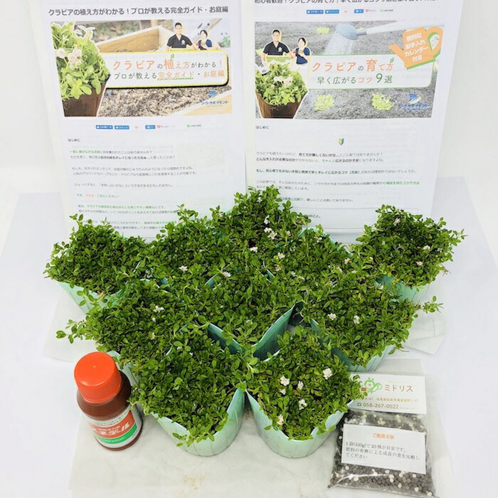 クラピア K5 薄桃品種 10株 すくすくセット 植栽マニュアル付き 苗10ポット 肥料活力剤2種付き イワダレソウ改良種 グランドカバー 植物 プランツ 薄ピンクの花 庭 屋上 緑化 K7と同程度の耐寒性 多年草 地被植物 ほふく性 下草 背が低い 宿根草