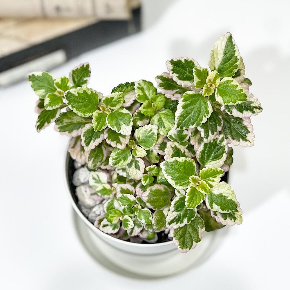 PLANCHU 観葉植物 プレクトランサス ミントリーフ 3.5号鉢 受け皿付き 育て方説明書付き Plectranthus madagascariensis ‘Variegated Mintleaf’ 斑入り アロマティカス ハーブ苗 虫除け植物