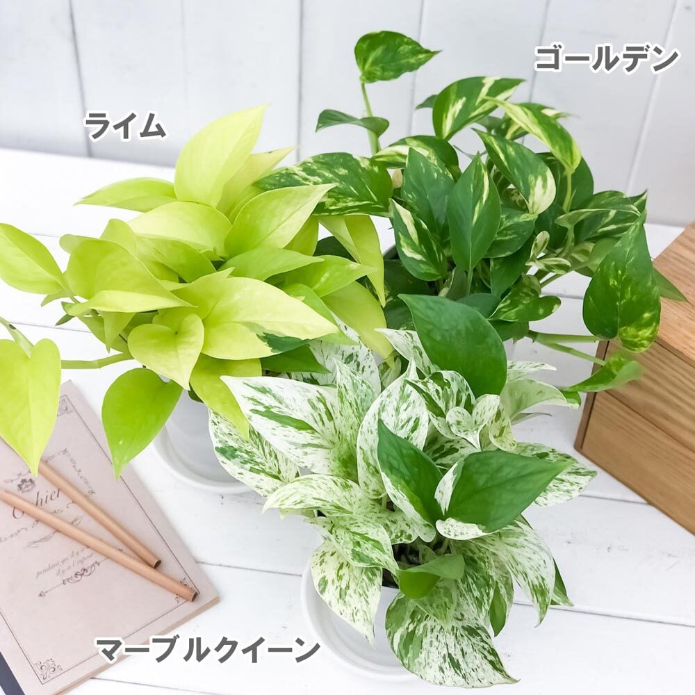 観葉植物 ポトス 3種セット ゴールデン ライム マーブルクイーン 4号鉢 受け皿付き 育て方説明書付き エピプレムヌム