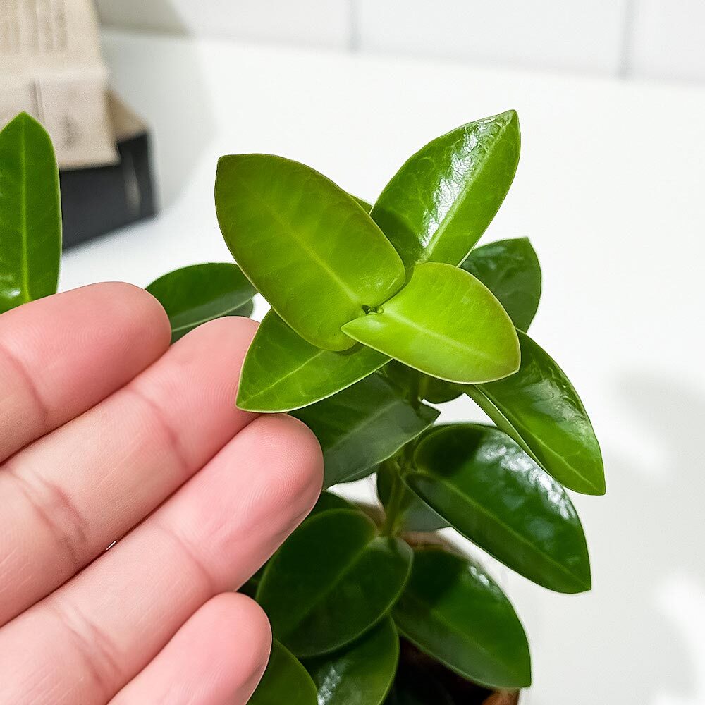PLANCHU 観葉植物 ホヤ クミンギアナ 3.5号鉢 受け皿付き 育て方説明書付き Hoya cumingiana クミンギアーナ サクララン 桜蘭
