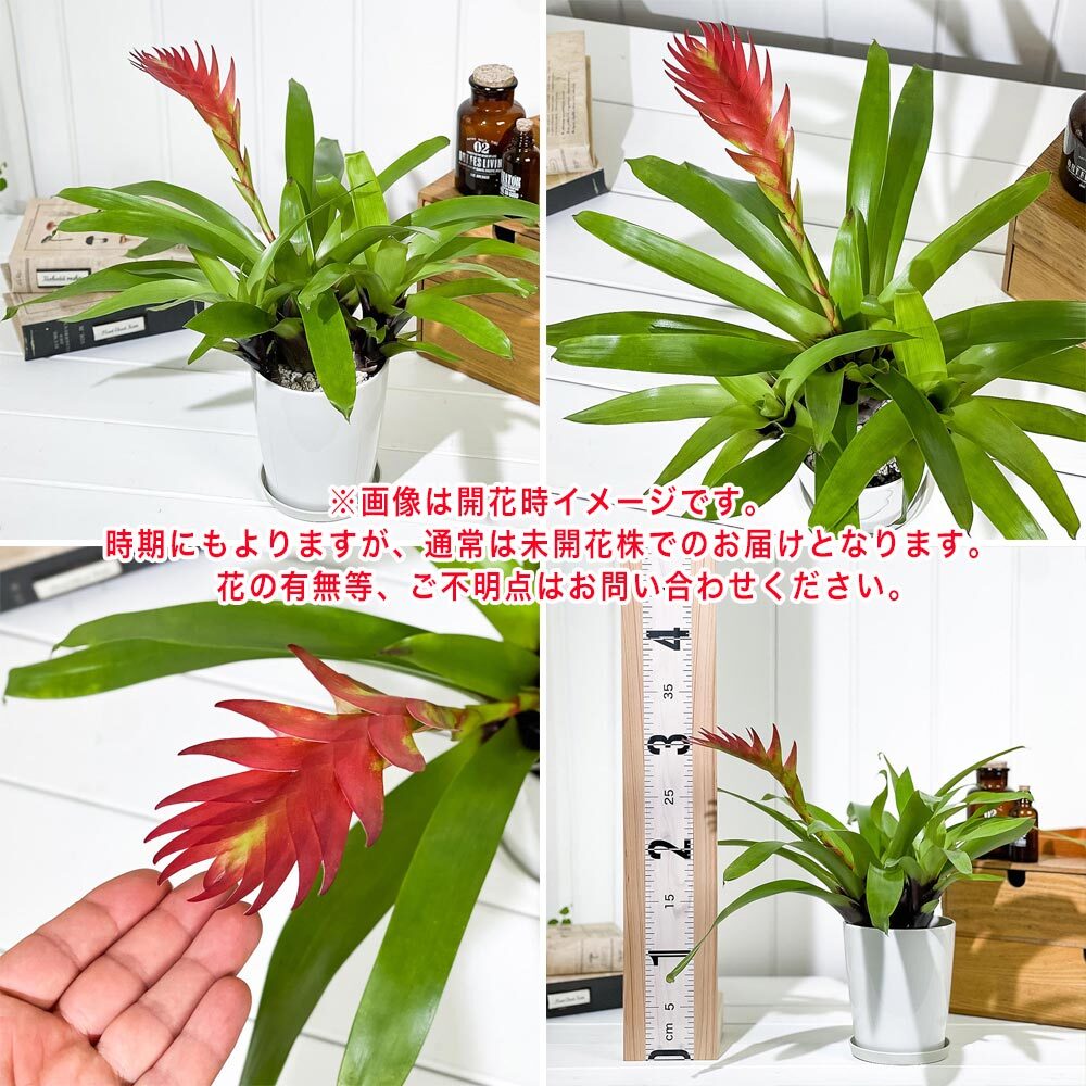 PLANCHU 観葉植物 フリーセア バカンス 4号鉢 受け皿付き 育て方説明書付き Vriesea Poelmanii Group cv. オオインコアナナス ブロメリア タンクブロメリア
