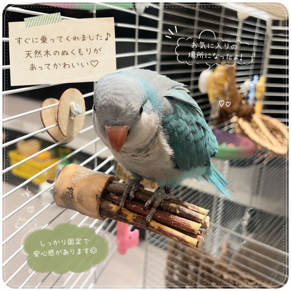 天然木 バードパーチ 止まり木 小鳥用 ケージ固定 インコ 止まり台 天然木ステップ 文鳥 セキセイインコ コザクラインコ オカメインコ
