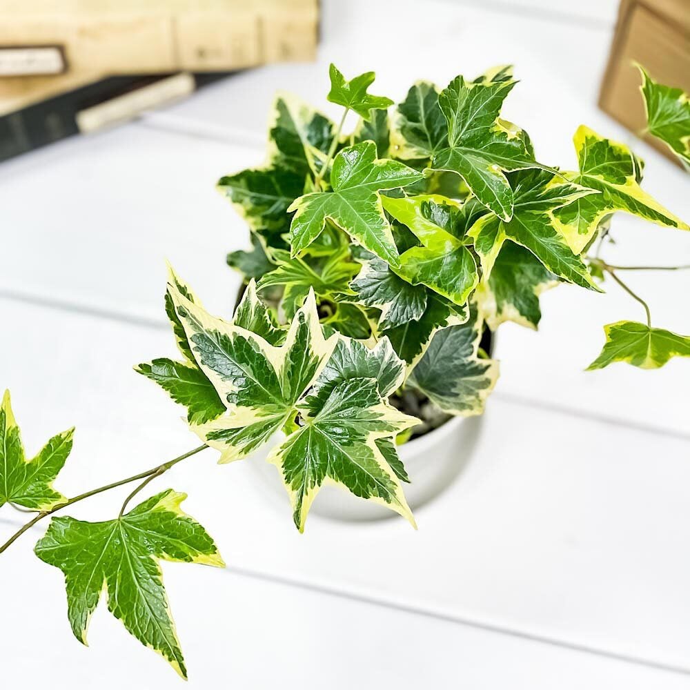 PLANCHU 観葉植物 ヘデラ ヘリックス 品種おまかせ 3.5号鉢 受け皿付き 育て方説明書付き Hedera helix cv. セイヨウキヅタ アイビー