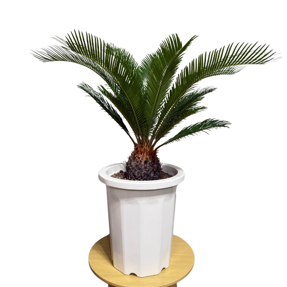 現品 観葉植物 ソテツ 蘇鉄 高さ80cm 10号鉢苗 大型種類 大きい 鉢植え 和風 和室 南国 おしゃれな室内インテリア 日陰 風水 玄関 リビング 初心者におすすめ 簡単で育てやすい 耐陰性 部屋 屋外 かわいい ベランダ プレゼント ギフト 開店祝い 結婚祝い 窓際 テレビ横 モダン 贈答