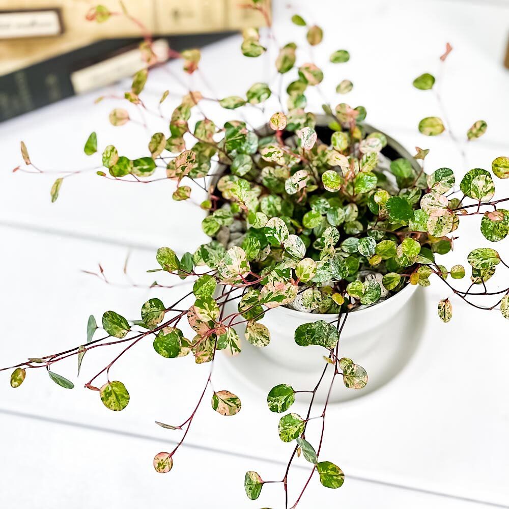 PLANCHU 観葉植物 ワイヤープランツ スポットライト 3.5号鉢 受け皿付き 育て方説明書付き Muehlenbeckia complexa ‘Spotlight’ ミューレンベッキア 斑入り