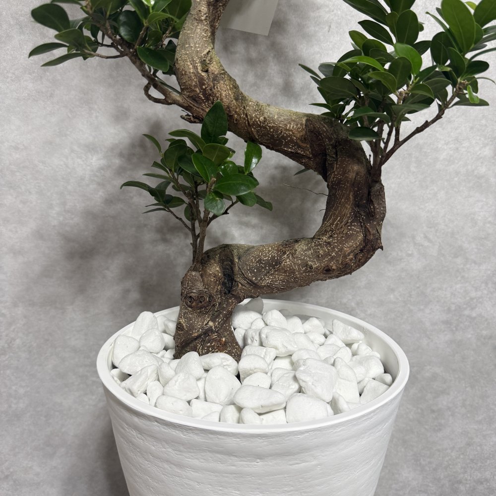 現品 ガジュマル 観葉植物 曲がり 8号鉢苗 大型 盆栽 登り樹 昇り竜 室内 珍しい 希少種 多幸の木 幸福をもたらす精霊が住むガジュマルの木 おしゃれなインテリア 結婚祝い 新築祝い 開店祝い 開業祝い 誕生日 母の日 父の日 記念日 プレゼントギフト 肥料別売り 敬老の日