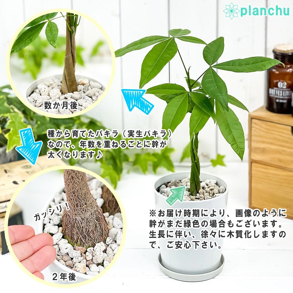 PLANCHU 観葉植物 パキラ ネジリ 実生株 4号鉢 受け皿付き 育て方説明書付き Pachira glabra 発財樹