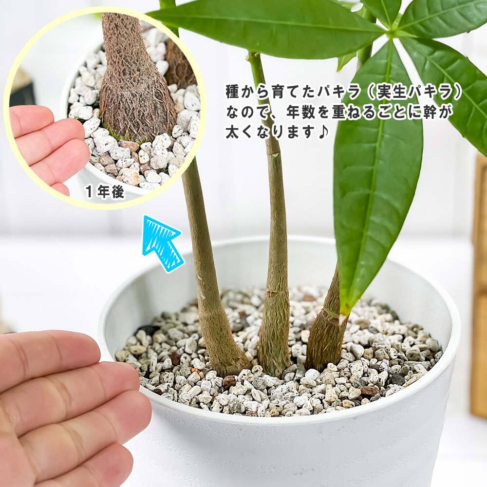 PLANCHU 観葉植物 パキラ ストレート 実生株 5号鉢 受け皿付き 育て方説明書付き Pachira glabra 発財樹